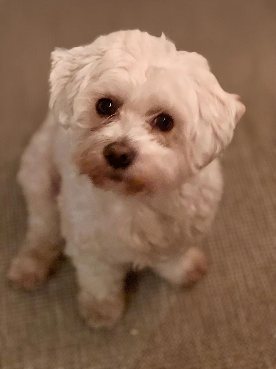 Monty Dog Charm - Image 7